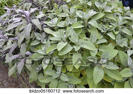 Sage (Salvia officinalis), purple sage, purple rascens and mountain garden View Large Photo Image Stock Image - Sage (Salvia officinalis), purple sage, purple rascens and mountain garden. Fotosearch