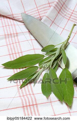 Stock Image - Sage sprig with knife, tea towel, Common sage ( Salvia officinalis). Fotosearch
