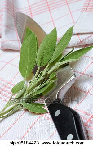 Sage sprig with knife, tea towel, Common sage ( Salvia officinalis) View Large Photo Image Stock Image - Sage sprig with knife, tea towel, Common sage ( Salvia officinalis). Fotosearch