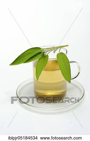 Picture - Sage tea, sage leaves, Common sage ( Salvia officinalis). Fotosearch