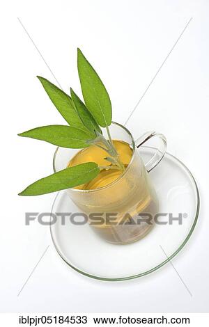 Sage tea, sage leaves, Common sage ( Salvia officinalis) View Large Photo Image Stock Image - Sage tea, sage leaves, Common sage ( Salvia officinalis). Fotosearch