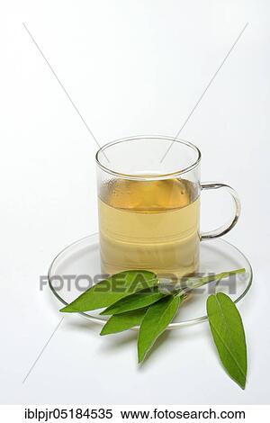 Stock Photography - Sage tea, sage leaves, Common sage ( Salvia officinalis). Fotosearch