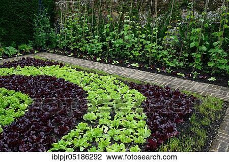 Salad cultivation in pattern, string beans, England, Great Britain View Large Photo Image Stock Image - Salad cultivation in pattern, string beans, England, Great Britain. Fotosearch