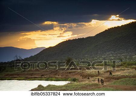 Samburu National Reserve, baboons (Papio cynocephalus) walking along the river, rainy season, Kenya, Africa View Large Photo Image Picture - Samburu National Reserve, baboons (Papio cynocephalus) walking along the river, rainy season, Kenya, Africa. Fotosearch