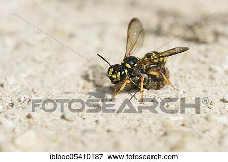 Sand knot wasp (Cerceris arenaria), Kassandra, Chalkidiki, Greece, Europe View Large Photo Image Stock Photo - Sand knot wasp (Cerceris arenaria), Kassandra, Chalkidiki, Greece, Europe. Fotosearch