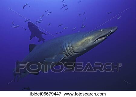 Stock Photo - Sand tiger shark (Carcharias taurus) shark, Cape Lookout, Atlantic Ocean, North Carolina. Fotosearch
