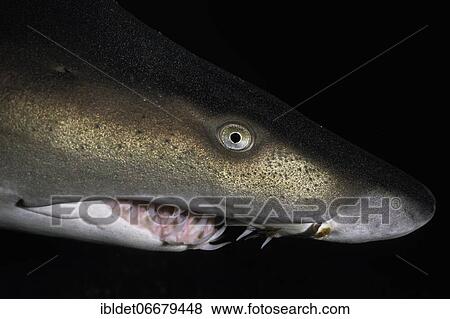 Sand tiger shark (Carcharias taurus) Shark, portrait, Cape Lookout, Atlantic Ocean, North Carolina View Large Photo Image Stock Photo - Sand tiger shark (Carcharias taurus) Shark, portrait, Cape Lookout, Atlantic Ocean, North Carolina. Fotosearch