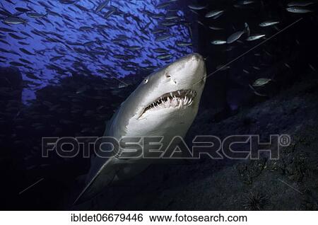 Stock Photograph - Sand tiger shark (Carcharias taurus) shark on the wreck of the Papoose, Cape Lookout, Atlantic Ocean, North Carolina. Fotosearch
