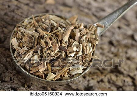 Picture - Sarsaparilla roots (Radix sarsaparillae) (Sarsaparilla), American sarsaparilla, Grey sarsaparilla, Mexican sarsaparilla, Red sarsaparilla. Fotosearch