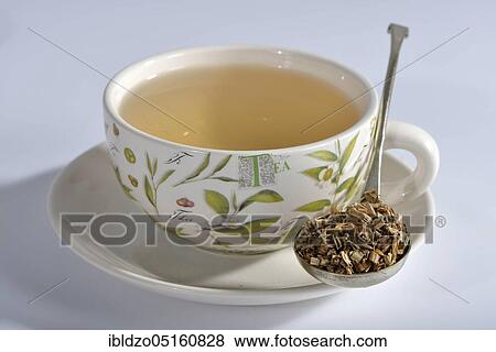 Stock Photo - Sarsaparilla roots (Radix sarsaparillae) (Sarsaparilla), American sarsaparilla, Grey sarsaparilla, Mexican sarsaparilla, Red sarsaparilla. Fotosearch