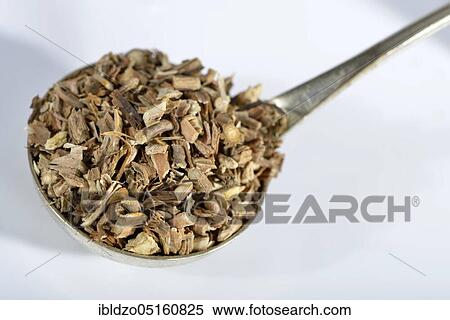 Sarsaparilla roots (Radix sarsaparillae) (Sarsaparilla), American sarsaparilla, Grey sarsaparilla, Mexican sarsaparilla, Red sarsaparilla View Large Photo Image Stock Photography - Sarsaparilla roots (Radix sarsaparillae) (Sarsaparilla), American sarsaparilla, Grey sarsaparilla, Mexican sarsaparilla, Red sarsaparilla. Fotosearch