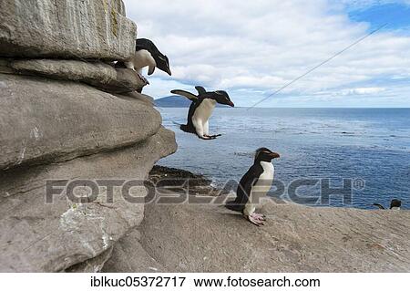 Saunders Island, Rockhopper penguins (Eudyptes chrysocome) Falkland Islands, Great Britain View Large Photo Image Stock Photo - Saunders Island, Rockhopper penguins (Eudyptes chrysocome) Falkland Islands, Great Britain. Fotosearch