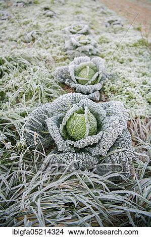 Savoy cabbage (Brassica oleracea convar. capitata var. sabauda) in organic cultivation, Velbert, North Rhine-Westphalia, Germany, Europe View Large Photo Image Picture - Savoy cabbage (Brassica oleracea convar. capitata var. sabauda) in organic cultivation, Velbert, North Rhine-Westphalia, Germany, Europe. Fotosearch