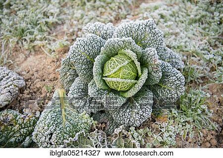 Savoy cabbage (Brassica oleracea convar. capitata var. sabauda) in organic cultivation, Velbert, North Rhine-Westphalia, Germany, Europe View Large Photo Image Stock Photo - Savoy cabbage (Brassica oleracea convar. capitata var. sabauda) in organic cultivation, Velbert, North Rhine-Westphalia, Germany, Europe. Fotosearch