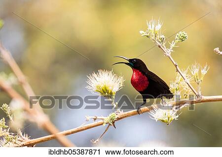 Scarlet-breasted Sunbird, Moremi Game Reserve, Okavango Delta (Chalcomitra senegalensis), Botswana, Africa View Large Photo Image Stock Image - Scarlet-breasted Sunbird, Moremi Game Reserve, Okavango Delta (Chalcomitra senegalensis), Botswana, Africa. Fotosearch