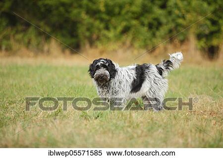 Schapendoes, puppy, 5 months View Large Photo Image Stock Photography - Schapendoes, puppy, 5 months. Fotosearch