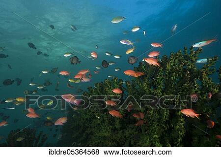 Stock Photo - Sea goldies (Pseudanthias squamipinnis), Triton Bay, West Papua, Indonesia, Asia. Fotosearch
