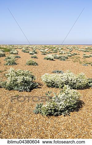 Sea Kale (Crambe maritima) in flower, Suffolk, England, UK View Large Photo Image Picture - Sea Kale (Crambe maritima) in flower, Suffolk, England, UK. Fotosearch