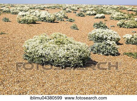 Sea Kale (Crambe maritima) in flower, Suffolk, England, UK View Large Photo Image Stock Photo - Sea Kale (Crambe maritima) in flower, Suffolk, England, UK. Fotosearch