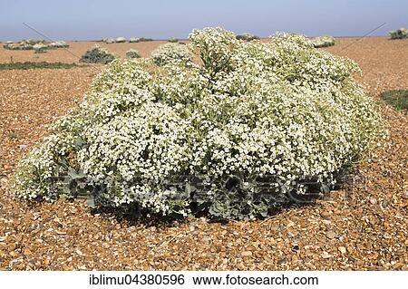 Sea Kale (Crambe maritima) in flower, Suffolk, England, UK View Large Photo Image Stock Photograph - Sea Kale (Crambe maritima) in flower, Suffolk, England, UK. Fotosearch