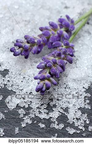 Sea salt and lavender flowers, salt, lavender, bath additive View Large Photo Image Picture - Sea salt and lavender flowers, salt, lavender, bath additive. Fotosearch