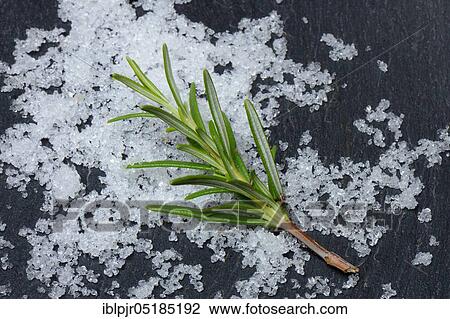 Sea salt and rosemary twig, salt, rosemary, rosemary salt, bath salt, bath additive View Large Photo Image Stock Image - Sea salt and rosemary twig, salt, rosemary, rosemary salt, bath salt, bath additive. Fotosearch