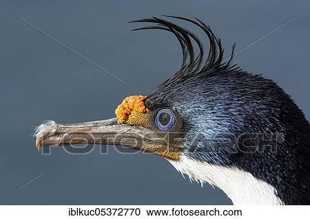Stock Image - Sealion Island, Imperial Shag (Phalacrocorax albiventer), Falkland Islands, Great Britain, South America. Fotosearch