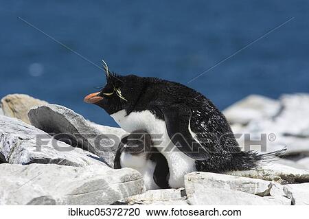 Sealion Island, Rockhopper penguin (Eudyptes chrysocome) with chicks, Falkland Islands, Great Britain, South America View Large Photo Image Stock Image - Sealion Island, Rockhopper penguin (Eudyptes chrysocome) with chicks, Falkland Islands, Great Britain, South America. Fotosearch