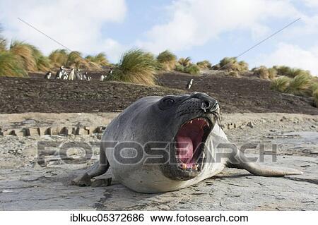 Sealion Island, Southern Elephant Seal (Mirounga leonina), Falkland Islands, United Kingdom, South America View Large Photo Image Stock Photograph - Sealion Island, Southern Elephant Seal (Mirounga leonina), Falkland Islands, United Kingdom, South America. Fotosearch