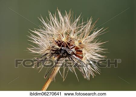 Seed stand of the meadow pippa (Crepis biennis), North Rhine-Westphalia, Germany, Europe View Large Photo Image Stock Image - Seed stand of the meadow pippa (Crepis biennis), North Rhine-Westphalia, Germany, Europe. Fotosearch