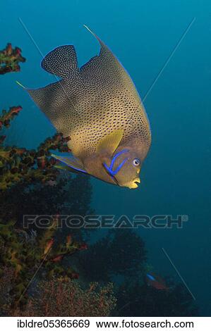 Semicircular angelfish (Pomacanthus semicirculatus), Triton Bay, West Papua, Indonesia, Asia View Large Photo Image Stock Photo - Semicircular angelfish (Pomacanthus semicirculatus), Triton Bay, West Papua, Indonesia, Asia. Fotosearch