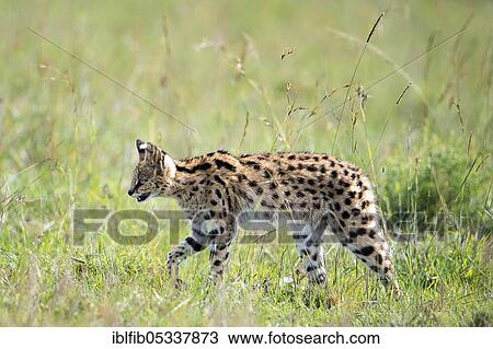 Serval (Leptailurus serval), stalking, Maasai Mara, Kenya, Africa View Large Photo Image Stock Image - Serval (Leptailurus serval), stalking, Maasai Mara, Kenya, Africa. Fotosearch