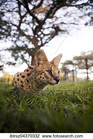 Stock Image - Serval or tierboskat (Leptailurus serval) lying in wait, Emdoneni Project, Hluhluwe, South Africa, Africa. Fotosearch
