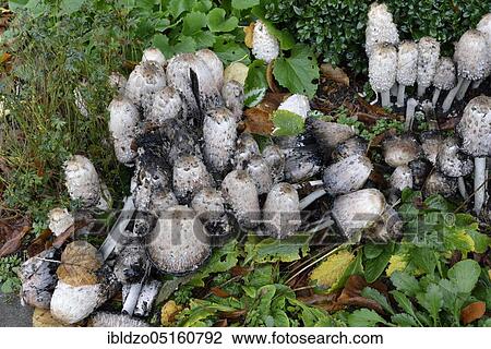 Shaggy ink cap (Coprinus comatus) View Large Photo Image Stock Image - Shaggy ink cap (Coprinus comatus). Fotosearch