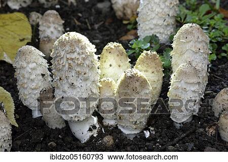 Shaggy ink cap (Coprinus comatus) View Large Photo Image Stock Image - Shaggy ink cap (Coprinus comatus). Fotosearch