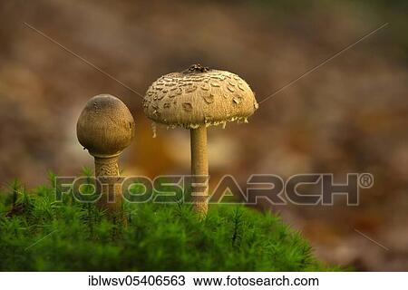 Shaggy parasol (Macrolepiota rhacodes), Mecklenburg, Germany, Europe View Large Photo Image Stock Image - Shaggy parasol (Macrolepiota rhacodes), Mecklenburg, Germany, Europe. Fotosearch