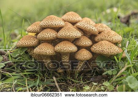 Shaggy scalycap (Pholiota squarrosa), Karolinenfield, Thuringia, Germany, Europe View Large Photo Image Stock Image - Shaggy scalycap (Pholiota squarrosa), Karolinenfield, Thuringia, Germany, Europe. Fotosearch