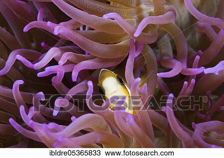 Sharks Anemonefish (Amphiprion clarkii), Ambon, Moluccas, Indonesia, Asia View Large Photo Image Stock Image - Sharks Anemonefish (Amphiprion clarkii), Ambon, Moluccas, Indonesia, Asia. Fotosearch