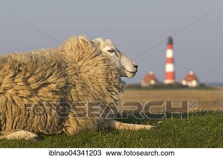 Sheep and lighthouse, Westerhever, Westerhever, Eiderstedt, North Frisia, Schleswig-Holstein, Germany, Europe View Large Photo Image Stock Image - Sheep and lighthouse, Westerhever, Westerhever, Eiderstedt, North Frisia, Schleswig-Holstein, Germany, Europe. Fotosearch