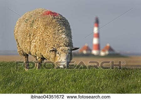 Stock Image - Sheep and lighthouse, Westerhever, Westerhever, Eiderstedt, North Frisia, Schleswig-Holstein, Germany, Europe. Fotosearch