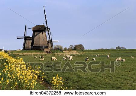 Sheep grazing in front Museummolen, windmills near Schermerhorn, Province of North Holland, Holland, The Netherlands, Europe View Large Photo Image Stock Photo - Sheep grazing in front Museummolen, windmills near Schermerhorn, Province of North Holland, Holland, The Netherlands, Europe. Fotosearch