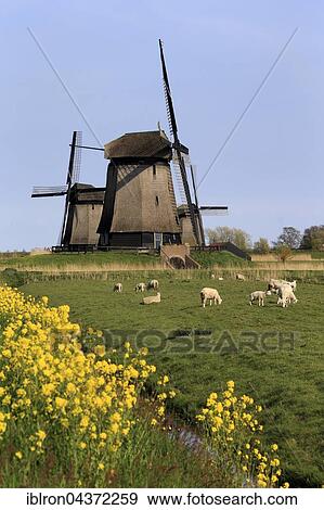 Stock Photo - Sheep grazing in front Museummolen, windmills near Schermerhorn, Province of North Holland, Holland, The Netherlands, Europe. Fotosearch