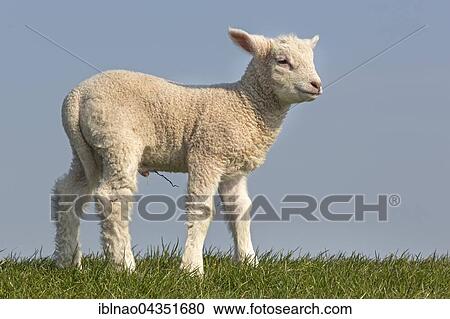 Sheep, lamb, Westerheversand, Westerhever, Eiderstedt, North Frisia, Schleswig-Holstein, Germany, Europe View Large Photo Image Stock Image - Sheep, lamb, Westerheversand, Westerhever, Eiderstedt, North Frisia, Schleswig-Holstein, Germany, Europe. Fotosearch