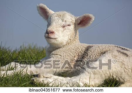 Sheep, lamb, Westerheversand, Westerhever, Eiderstedt, North Frisia, Schleswig-Holstein, Germany, Europe View Large Photo Image Stock Photo - Sheep, lamb, Westerheversand, Westerhever, Eiderstedt, North Frisia, Schleswig-Holstein, Germany, Europe. Fotosearch