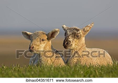 Sheep, lambs, Westerheversand, Westerhever, Eiderstedt, North Frisia, Schleswig-Holstein, Northern Germany, Germany, Europe View Large Photo Image Stock Image - Sheep, lambs, Westerheversand, Westerhever, Eiderstedt, North Frisia, Schleswig-Holstein, Northern Germany, Germany, Europe. Fotosearch