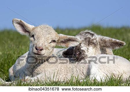 Stock Photo - Sheep, lambs, Westerheversand, Westerhever, Eiderstedt, North Frisia, Schleswig-Holstein, Northern Germany, Germany, Europe. Fotosearch