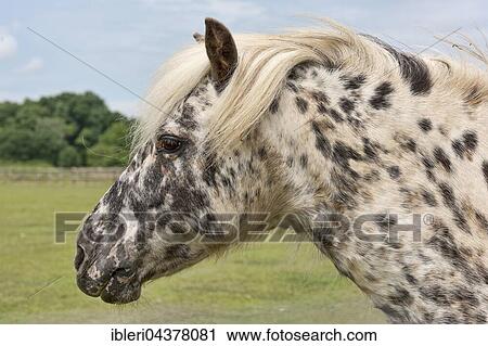 Shetland pony (Equus ferus caballus), profile View Large Photo Image Stock Image - Shetland pony (Equus ferus caballus), profile. Fotosearch