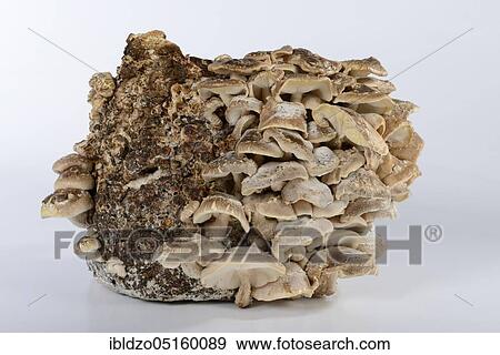 Shiitake (Lentinula edodes) View Large Photo Image Stock Photo - Shiitake (Lentinula edodes). Fotosearch