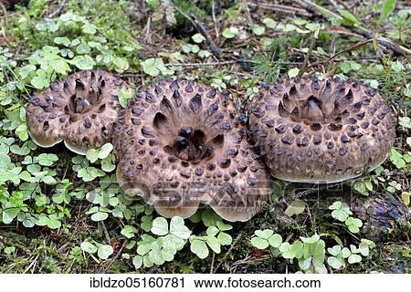 Shingled hedgehog (Sarcodon imbricatus) View Large Photo Image Stock Image - Shingled hedgehog (Sarcodon imbricatus). Fotosearch