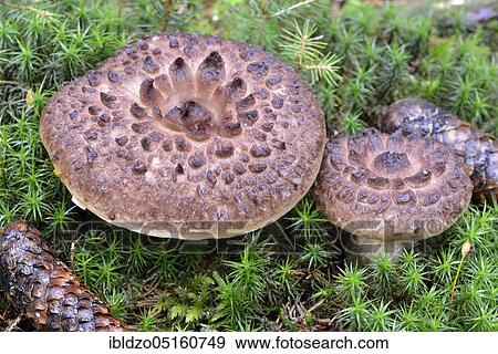 Stock Photo - Shingled hedgehog (Sarcodon imbricatus). Fotosearch
